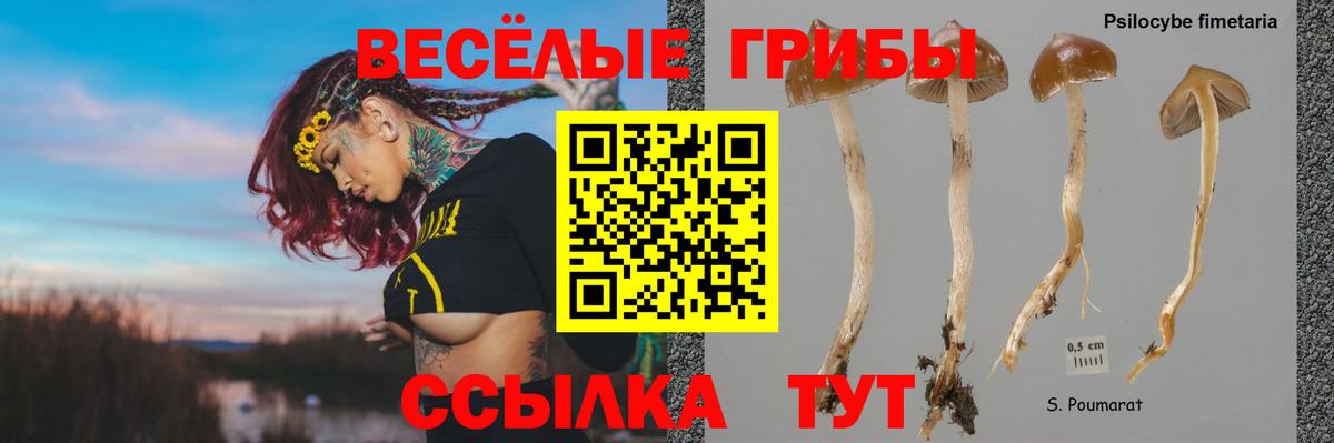 Псилоцибиновые грибы Psilocybe Аргун